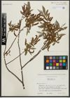 Foto von Salix alba L.